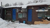 Gołębie utuczone na pszenicy