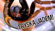 JADOWITE PRZEPROWADZKI i ptasznik Z ROGIEM  E.  cyanognathus i C.  darlingi