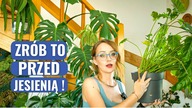 Ważne Zabiegi Pielęgnacyjne Roślin Domowych Przed Jesienią.  Roślinne Aktualizacje