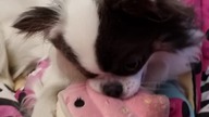 Chihuahua Luna Day 245