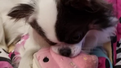 Chihuahua Luna Day 245