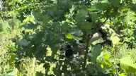 Timonek Jack Russell terrier szuka piłeczki na drzewie.  Link do filmu z tej wyprawy w komentarzach.