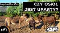 SŁYSZELIŚCIE O TERAPII Z OSIOŁKAMI?