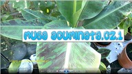 90 Bananowiec Musa acuminata Dwarf Cavendish Cz. 1