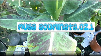 90 Bananowiec Musa acuminata Dwarf Cavendish Cz. 1