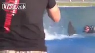 Atak Rekina! Cudem ocalał!