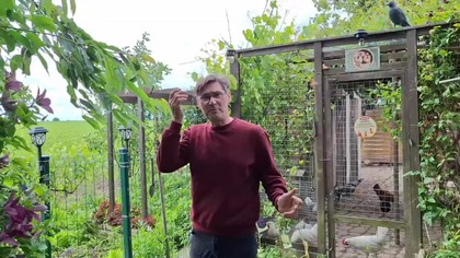 Kury w kropki na zielonym i prace w warzywniaku * Garden kuRaż 15. 06. 2026