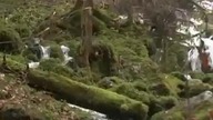 Viktor Schauberger.  Zrozumieć i naśladować naturę Napisy PL