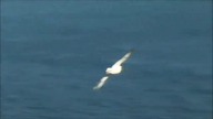 Arctic Fulmar (Fulmarus glacialis) - a tribute