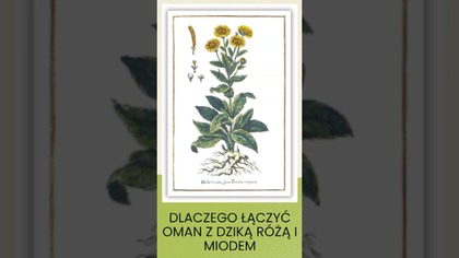 Dlaczego Łączyć Oman z Dziką Różą i Miodem