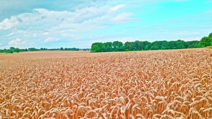 Crickets Singing in a Grain Field | Calming Nature Sounds for Sleep, Relax & Study (ASMR)