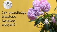 R&oacute;że w wazonie. Jak przedłużyć trwałość kwiat&oacute;w ciętych w wazonie