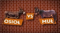 Osioł vs muł [Czym to się różni #9]
