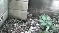 3 szokujące nagrania potwor&oacute;w zamieszczone w internecie