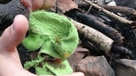 Czy ręcznik jest dobrym materiałem do rozpalenia ognia?