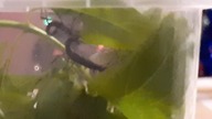 Peruphasma schultei stick insects eating 