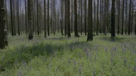Nasza Planeta - Our Planet S01E08 - Lasy - PL