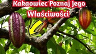 1472. Kakaowiec -Rodzaje -Cenne Właściwości