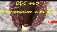 Odc.  460-Kwitnąca pałczycha w gruncie + kupa much :)- Sauromatum venosum