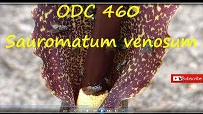 Odc.  460-Kwitnąca pałczycha w gruncie + kupa much :)- Sauromatum venosum