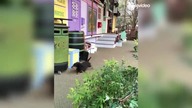 Przedstawienie z uratowanymi zwierzętami