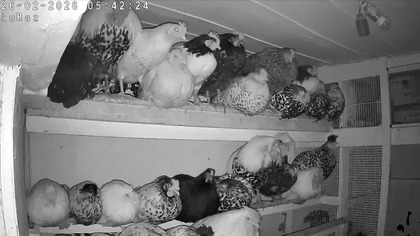 Kury i kanarki * Pobudka w Garden kuRaż