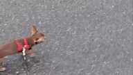 Tolek biegnie #chihuahua