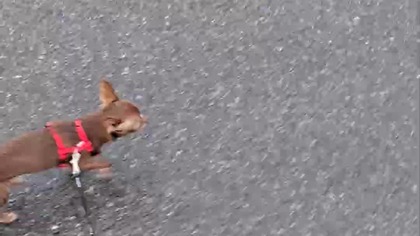 Tolek biegnie #chihuahua