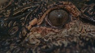 Aligator. 1.  (1980)