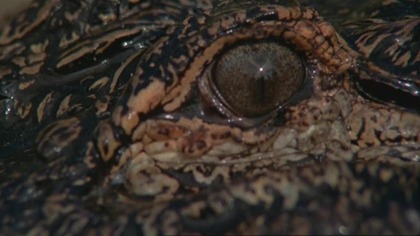 Aligator. 1.  (1980)