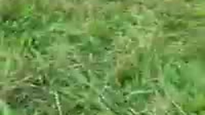 kosiarka bluetooth GPS do usług Andrzej misiarz na wynajem