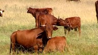 ENCYKLOPEDIA ZWIERZĄT DLA DZIECI - Bydło
