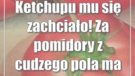 Ketchupu mu się zachciało! Za pomidory z cudzego pola ma zapłacić 100 zł