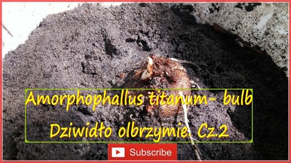Cz2 #226- Amorphophallus titanum, Dziwidło olbrzymie bulb-