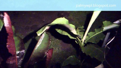Musa-basjoo i Ensete-ventricosum-maurelli przed burzą 30 07 2013 godz 23:03