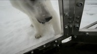 Bliskie spotkanie z niedźwiedziem polarnym