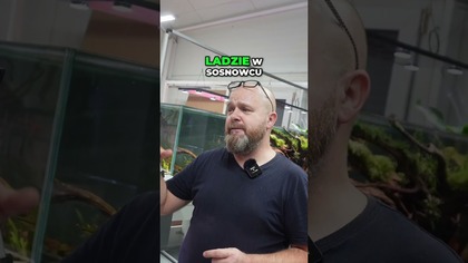 Nowa Aranżacja Ogrodu Zen 