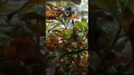 Low tech Aquarium.