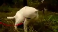 Zdziwiony kot - białe jest białe, a czarne