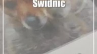 Świdnik: Pomóż zwierzętom przetrwać zimę