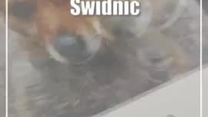 Świdnik: Pomóż zwierzętom przetrwać zimę