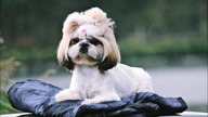 Cutest Puppies Growing - First Bark - Puppyhood