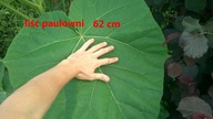 3 Paulownia puszysta po przymrozku