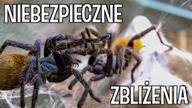 PROJEKT CHROMKA #2 Czy samiec oszukał przeznaczenie? [*]
