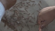 LiveLeak - Thousands queue up to swallow live fish in bizarre Indian treatment for asthma