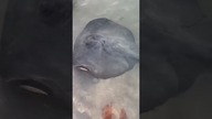 Zwykłe - Niezwykłe BELIZE #shorts