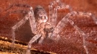 UNPACKING Heteropoda lunula! SĄ OFIARY :((