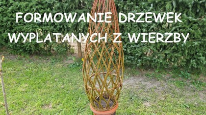  Formowanie drzewek wyplatanych z wierzby.  Naturalne formy ogrodowe.