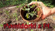 Pomidorki z PL