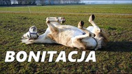Co to bonitacja?